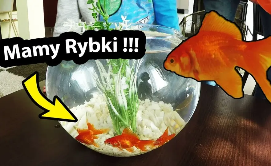 Ile kosztuje złota rybka w kuli? Sprawdź ceny i wymagania opieki