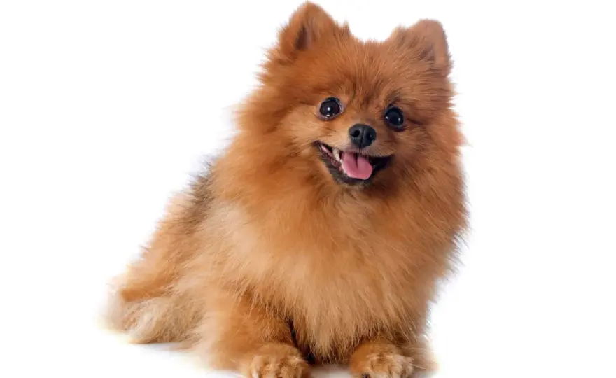 Pomsky - ¿Es el "mini husky" para ti? Guía completa