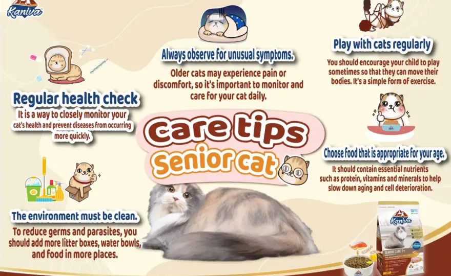 Senior Cat Care - Your Guide to a Happy, Healthy Older Cat