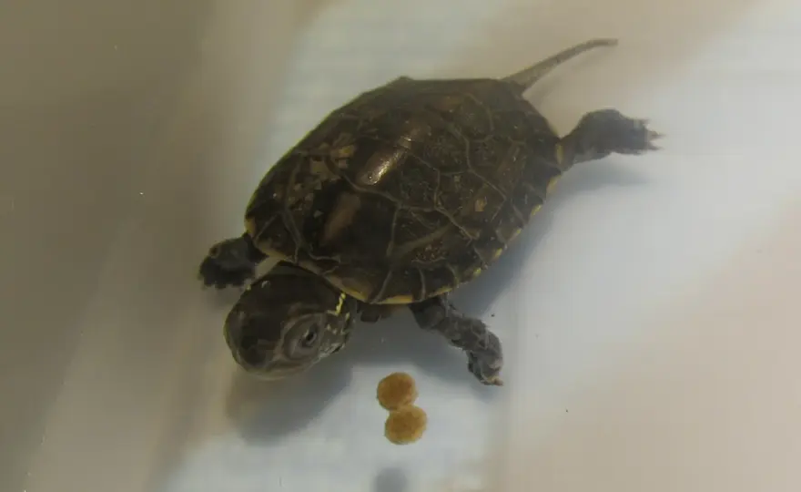 Tortuga china de tres crestas - ¿Por qué está en peligro?