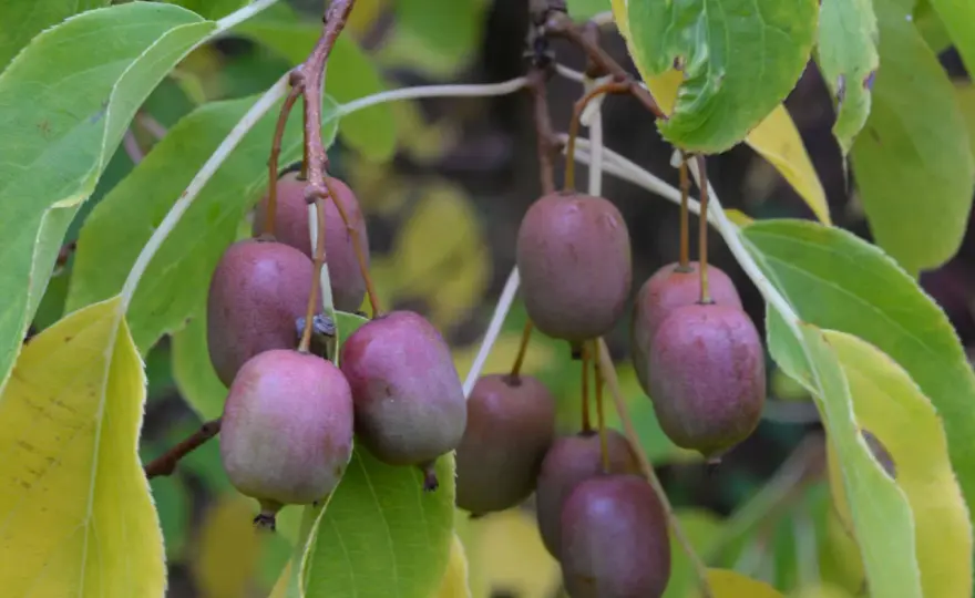 Odla kiwi i Sverige - så lyckas du med rätt sort och läge