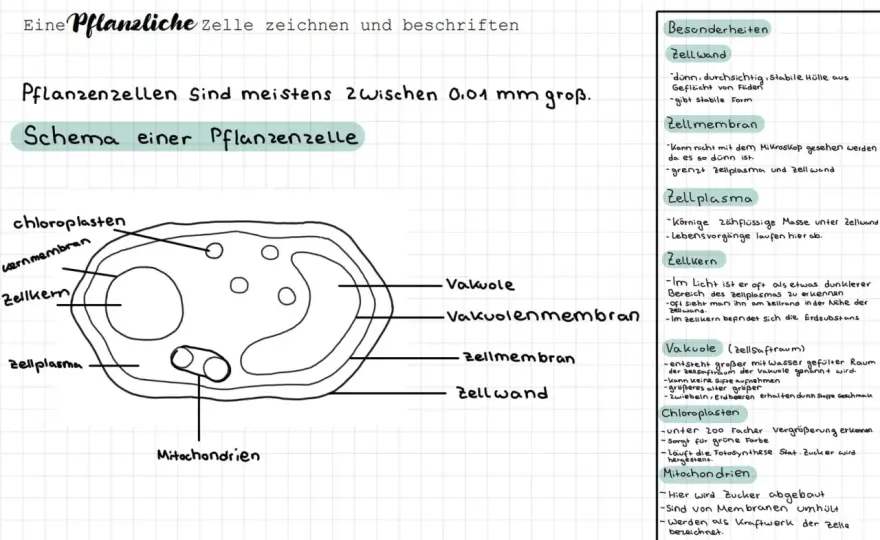 Mikroskop-Aufbau verstehen – So gelingen scharfe Bilder!