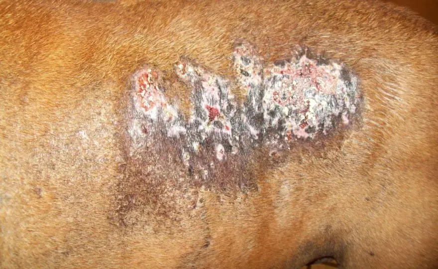 Calcinosis Cutis in Dogs - Causes, Symptoms & Treatment