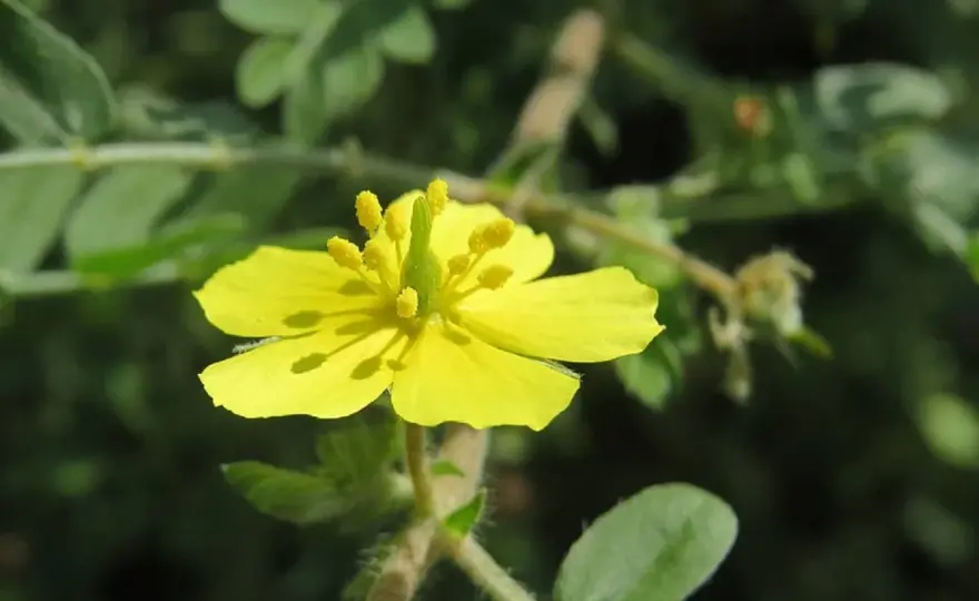 Tribulus terrestris - Benefici, usi e verità sulla pianta