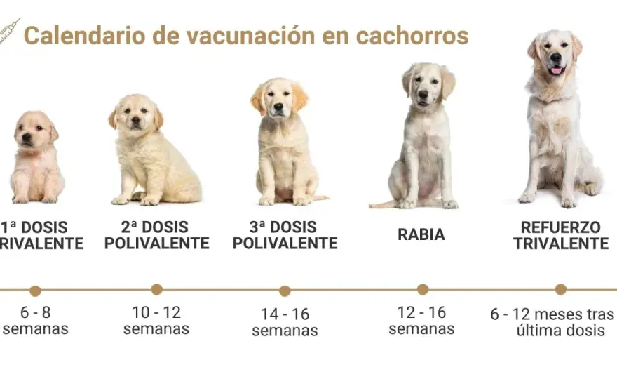 Vacuna combinada en perros - Guía completa y precios en España