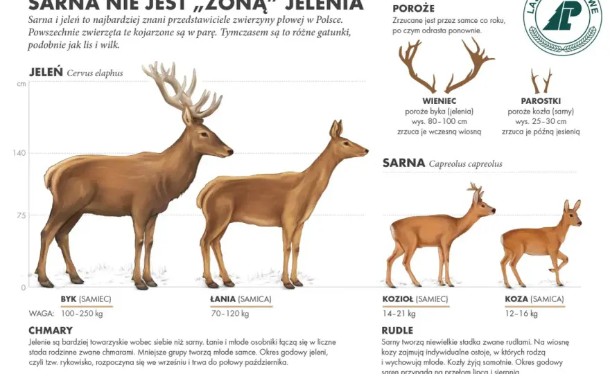 Samica jelenia to łania? Odróżnij ją od sarny - Poradnik