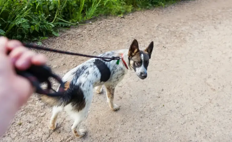 Leinenreaktivität beim Hund - so wird der Spaziergang wieder ruhig