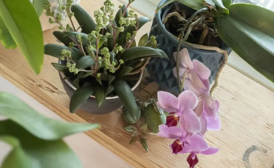 Våreld - Så får du den att blomma om & trivas länge