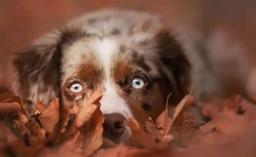 Eicheln bei Hunden - so erkennst du die Gefahr rechtzeitig