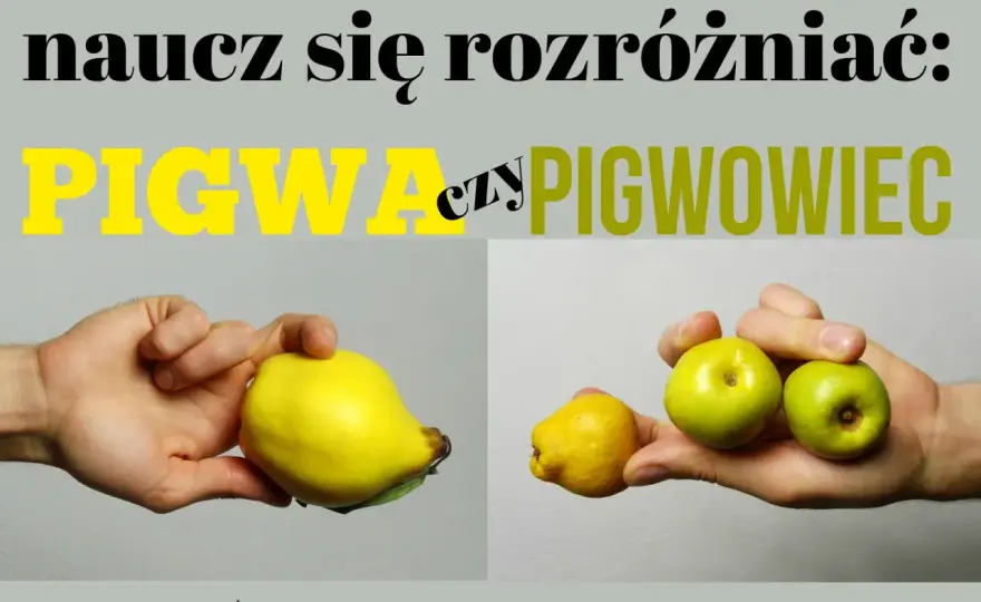 Pigwa pospolita - Jak ją uprawiać i nie pomylić z pigwowcem?