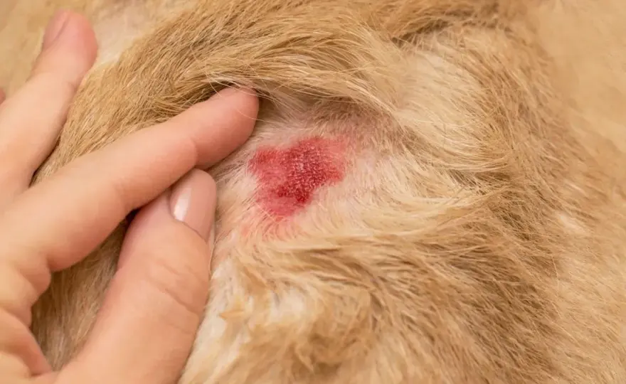 Leckekzem beim Hund - Ursachen, Warnzeichen und was wirklich hilft
