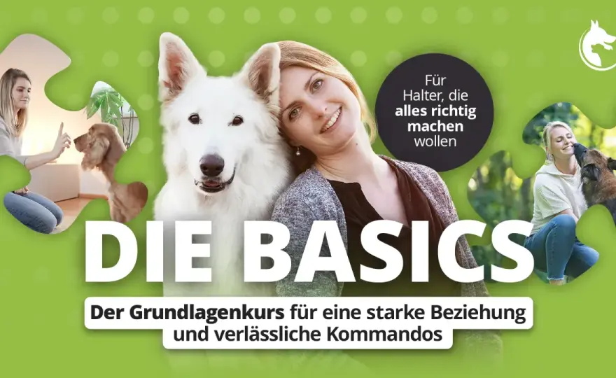 Hundeerziehung im Alltag - so wird sie verlässlich