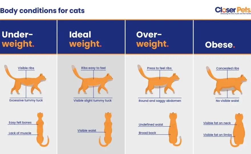 Average Cat Weight - Is Your Cat Healthy?