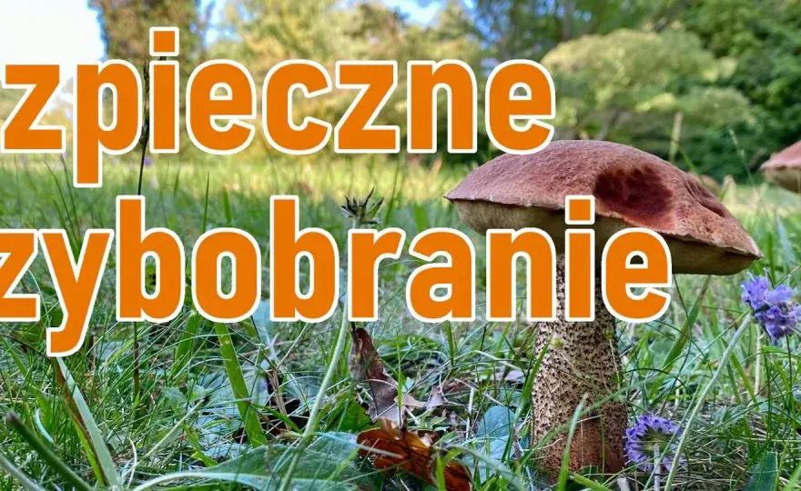 Bezpieczne grzybobranie - Jak unikać pomyłek i zatruć?
