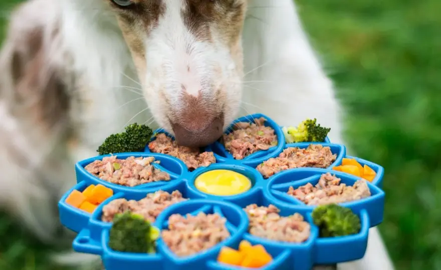 Pâtée pour chien - L'avis vétérinaire pour bien choisir