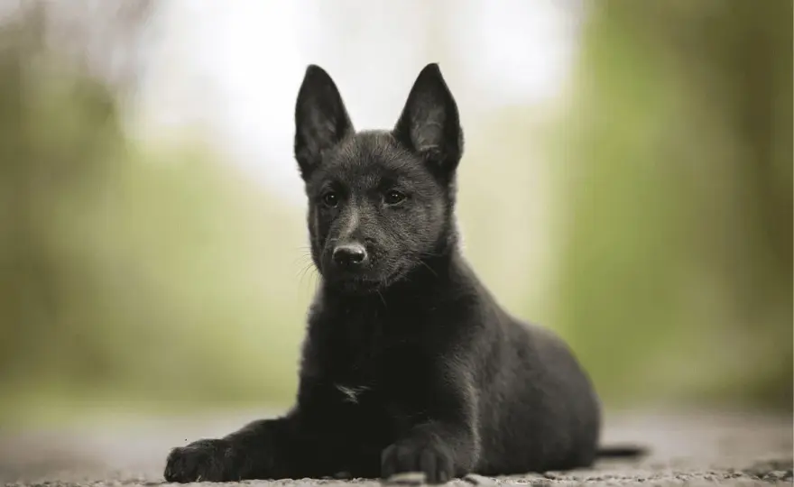 Petit chien noir - Comment bien choisir son compagnon?