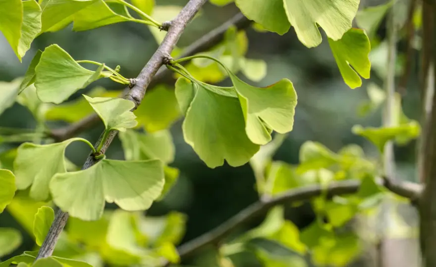 Ginkgo Biloba - Så lyckas du med trädet i Sverige & hälsoeffekter