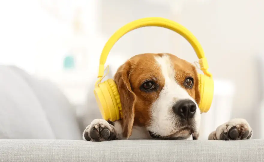 Muzyka dla psów - Jak wyciszyć psa dźwiękiem?