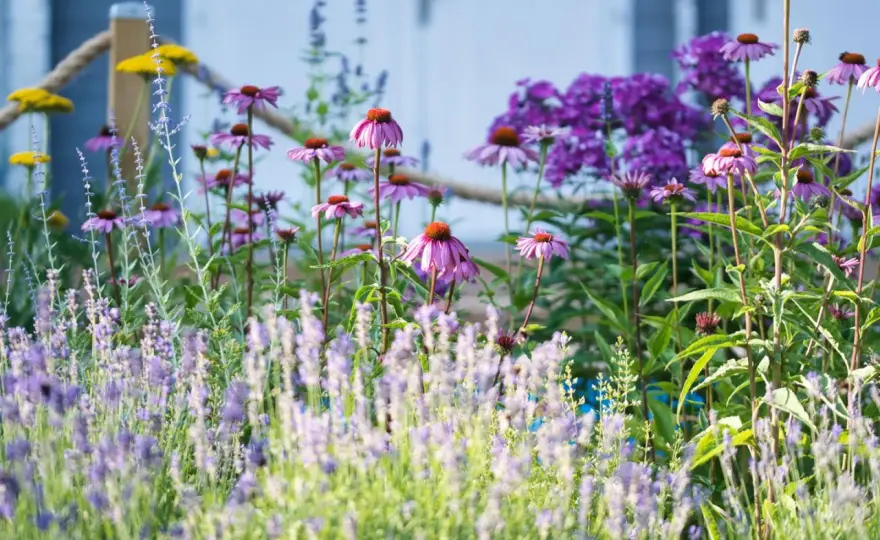 Winterharte Sommerstauden für ein Beet mit Struktur