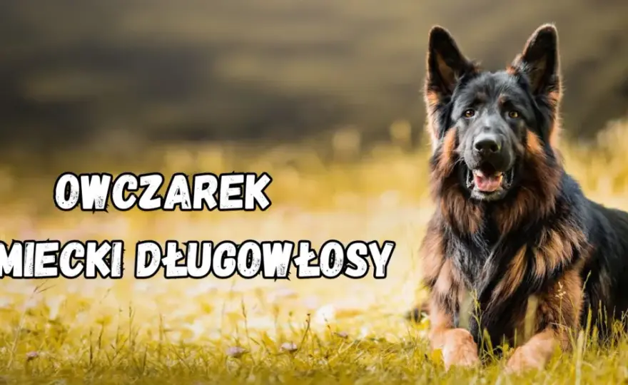 Jak wytresować owczarka niemieckiego i uniknąć najczęstszych błędów