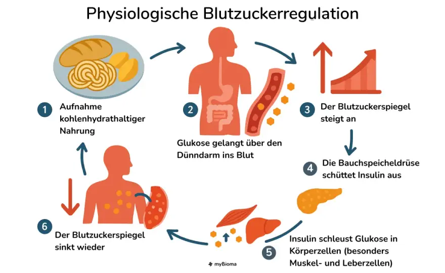 Glukose im Alltag - was den Blutzucker wirklich beeinflusst