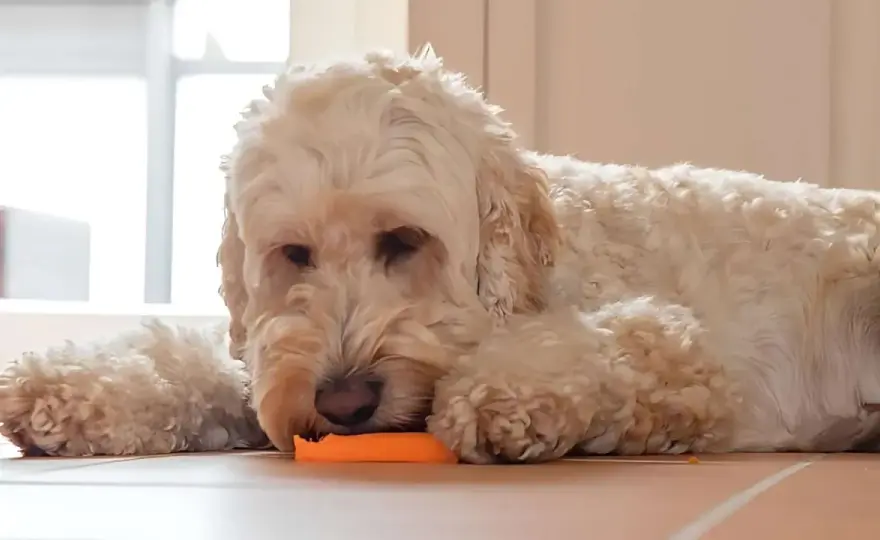 ¿Perros pueden comer zanahoria? Guía completa y segura