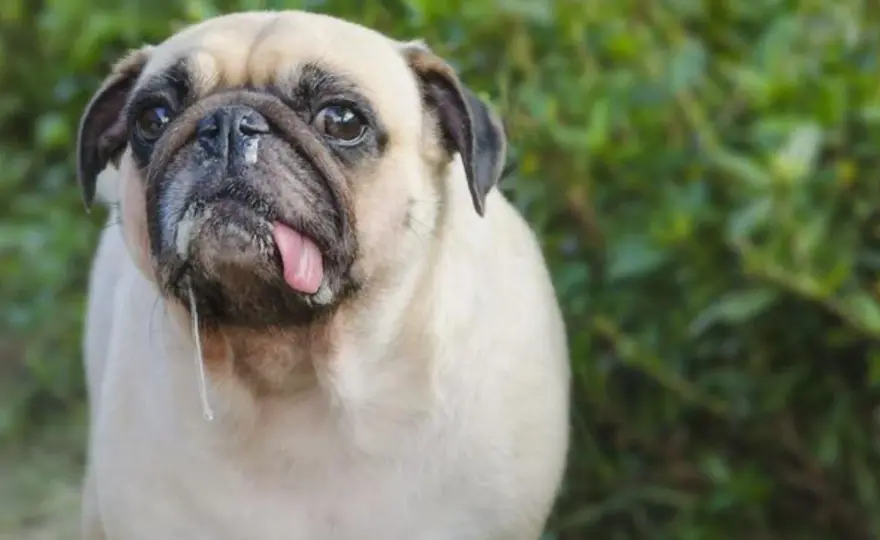 Mi perro tiene mocos - Qué darle y cuándo ir al veterinario