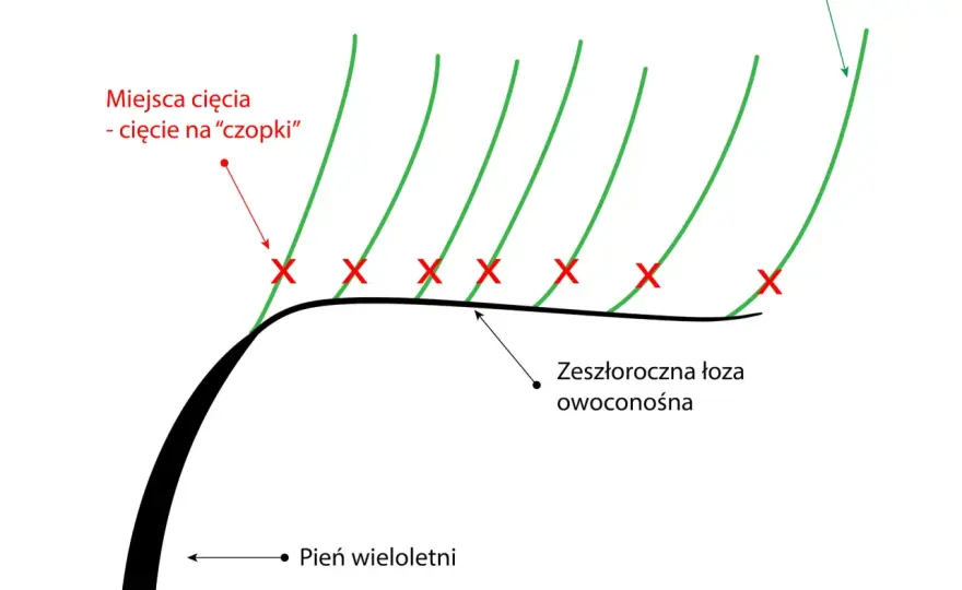 Przycinanie winogron - Kiedy i jak ciąć winorośl? Poradnik