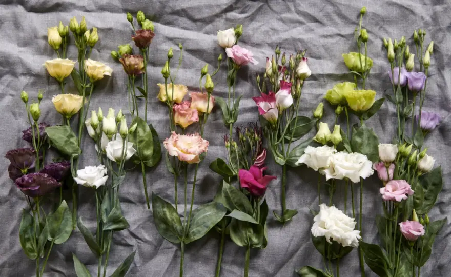 Lisianthus - Symbolique et couleurs pour des bouquets qui parlent