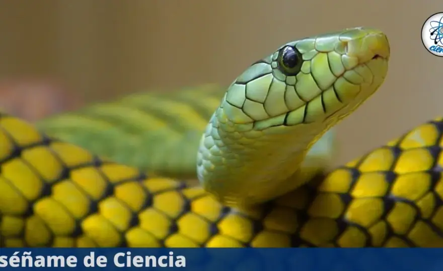 ¿Son sordas las serpientes? Descubre cómo oyen