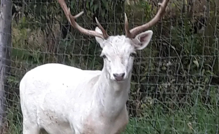 Park Czarnego Daniela w Zawoi - Co warto wiedzieć przed wizytą?