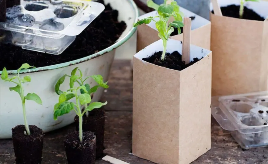 Plantera om tomater - Så får du starka plantor varje gång