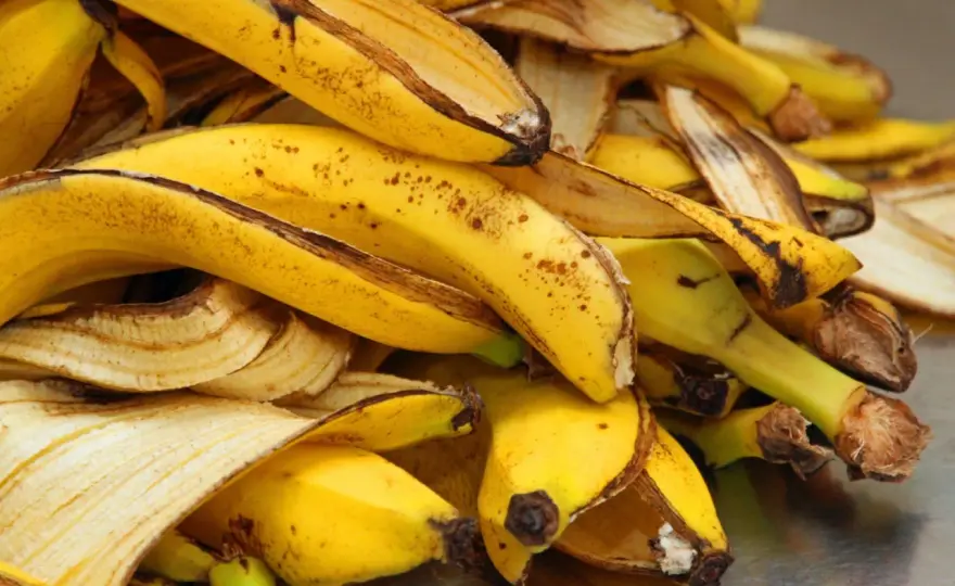 Skórki bananów w ogrodzie ozdobnym - kiedy mają sens?