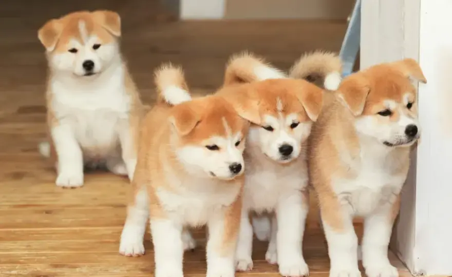 Akita Inu: Jak wybrać hodowlę i poznać prawdę o rasie?