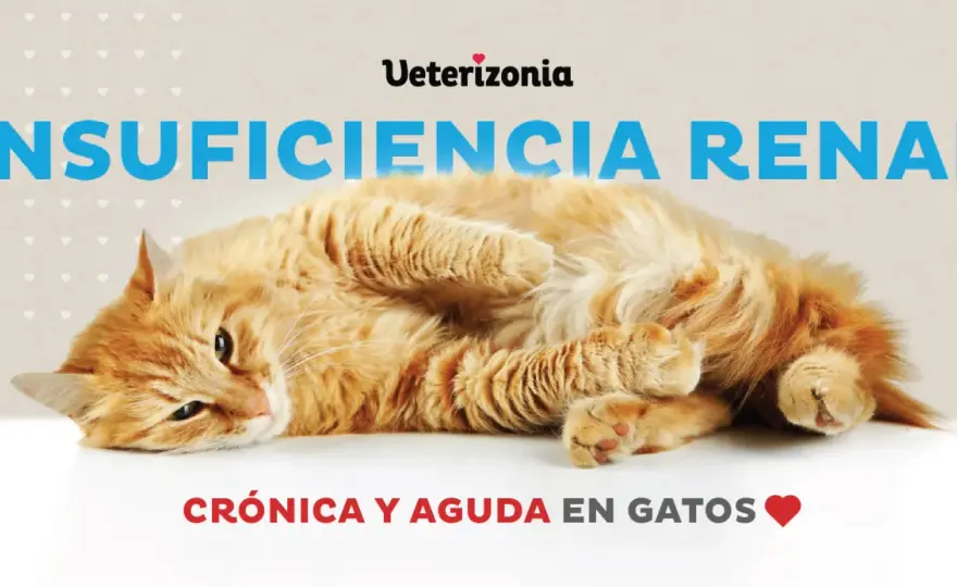 Gato con insuficiencia renal - ¿Cuándo es el final? Guía compasiva