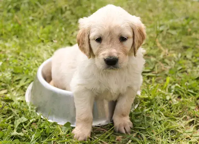 Waga szczeniaka Golden Retriever: Tabela i zdrowy rozwój