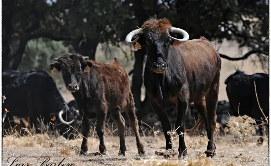 Los Eulogios - El toro bravo madrileño que debes conocer