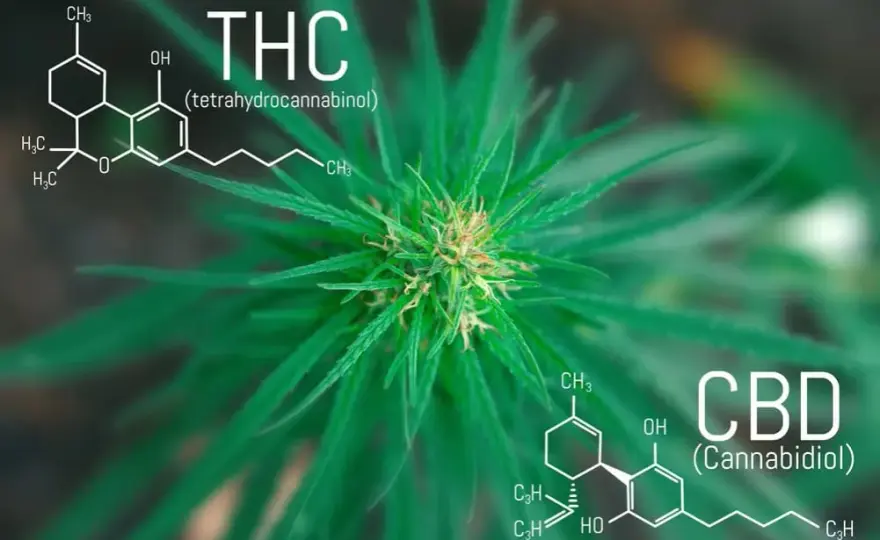 THC: Co to jest? Działanie, prawo w Polsce i różnice z CBD