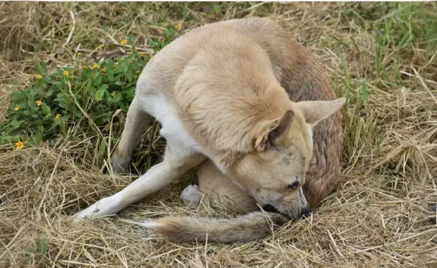 Queue rentrée chez le chien - Peur, douleur ou stress ?