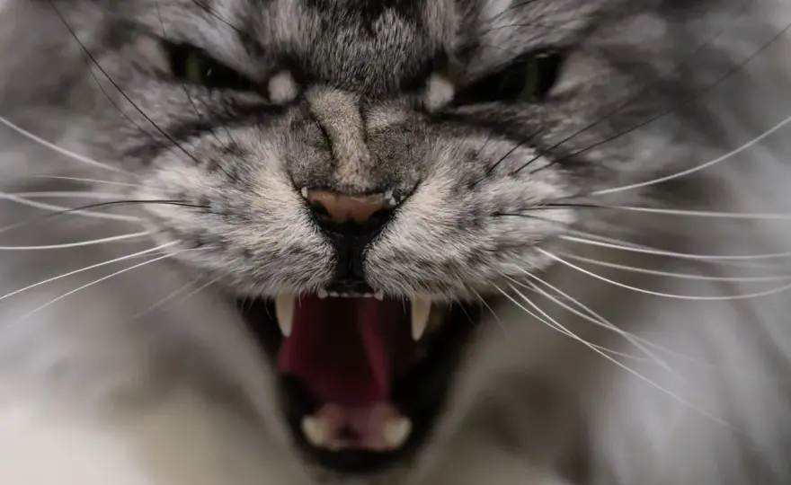 Chat agressif - Causes réelles et solutions efficaces