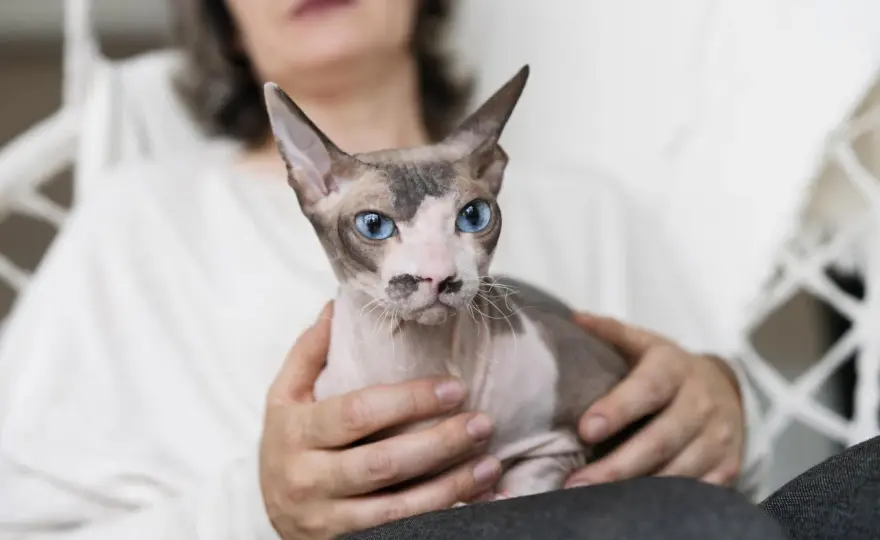 Devon Rex - Jak kupić kota i nie dać się oszukać?