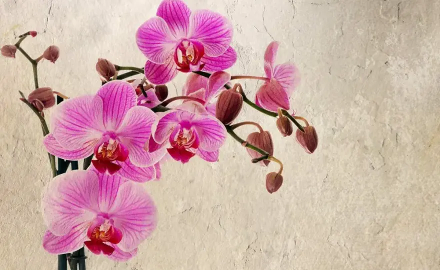 Orchidée perd ses fleurs - Causes et solutions pour refleurir