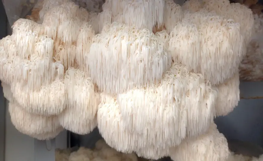 Lion's Mane - Benefici, usi e verità sul fungo della memoria