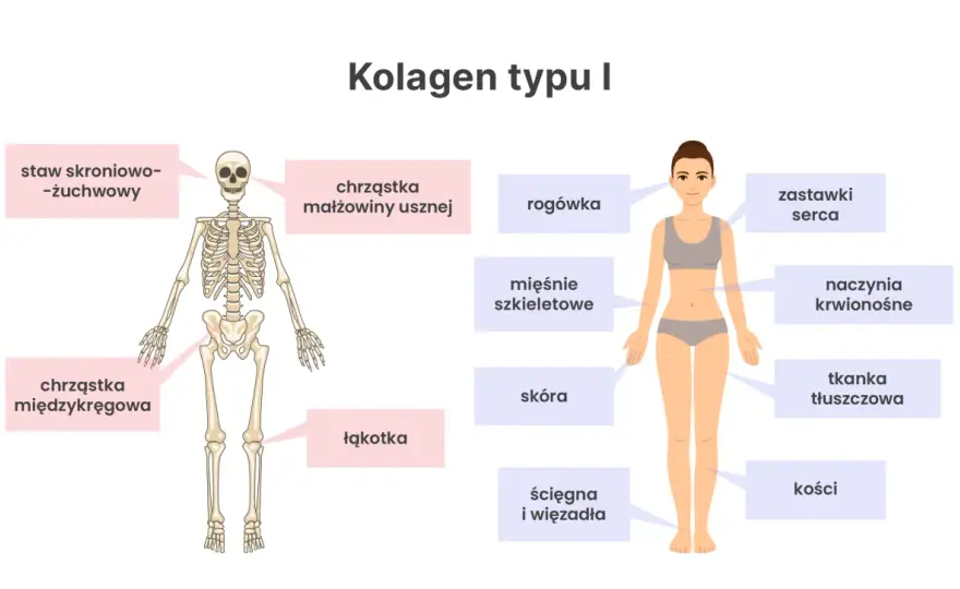 Kolagen typu 1 - Kiedy naprawdę działa i co wybrać?