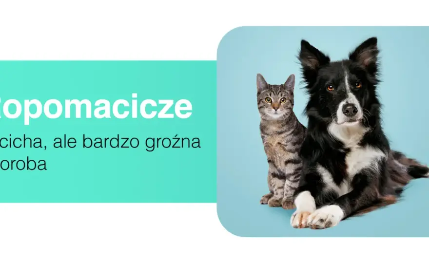 Ropomacicze u kotki - objawy i leczenie. Kiedy liczą się godziny?