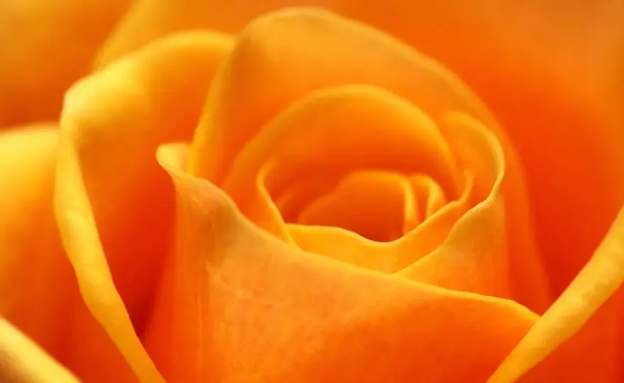 Roses orange - Leur signification et comment les offrir