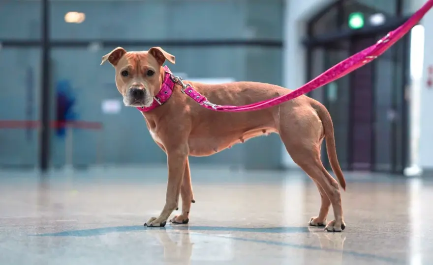 Jak oduczyć psa ciągnąć na smyczy? Szelki i kantarki - poradnik