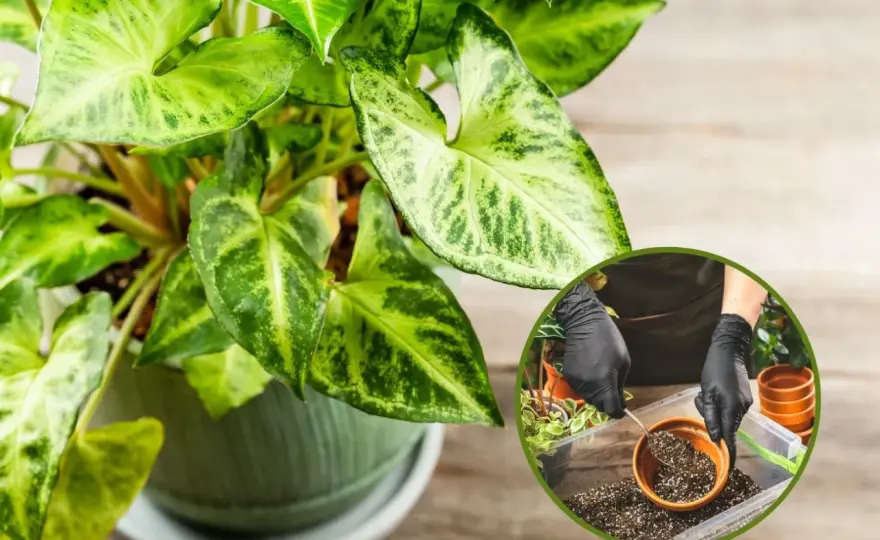 Rozmnażanie syngonium - Ukorzeń zroślichę bez błędów!