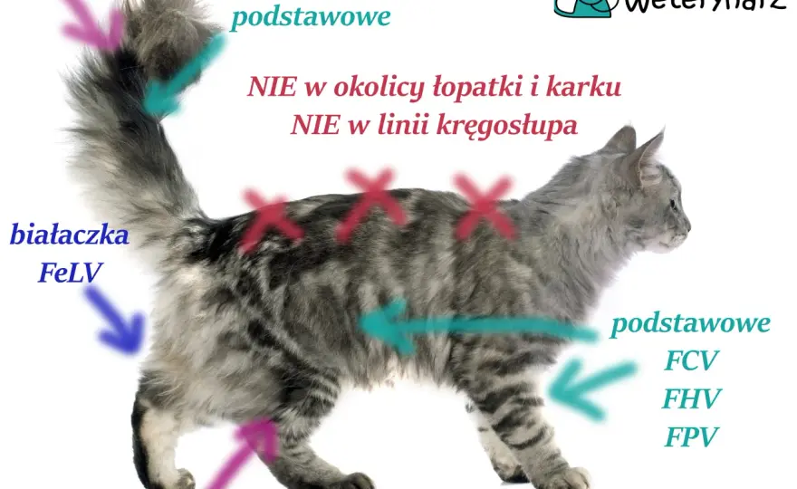 Kiedy zaszczepić kotka? Pełny harmonogram i porady