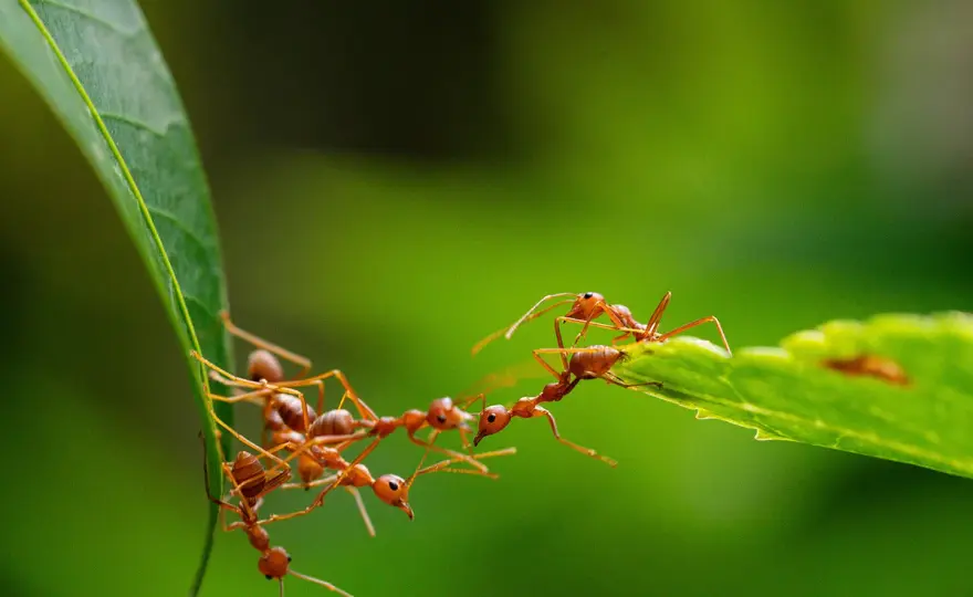 Fourmis au jardin - Traitez la cause, pas le symptôme naturellement